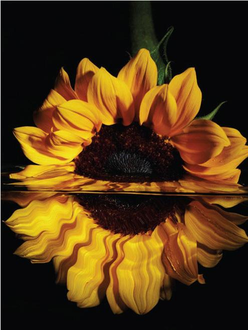 Diamond Painting, Sonnenblume
