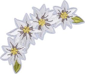 MOTIV EDELWEISS VIER BLÜTEN ANEINANDER